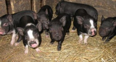 Chov a chov vietnamských selat doma